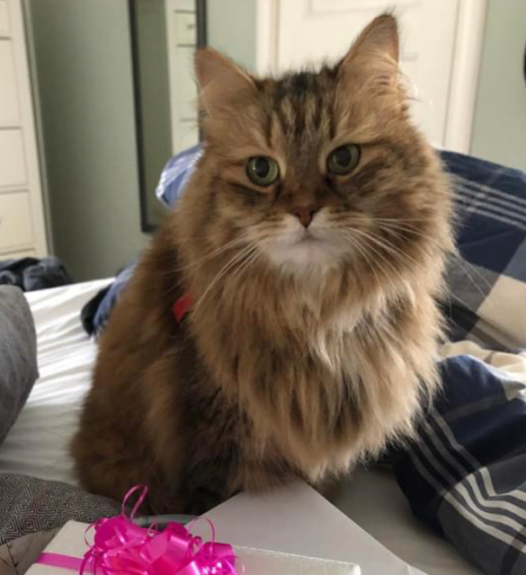 Sibirisk katt Epsilon